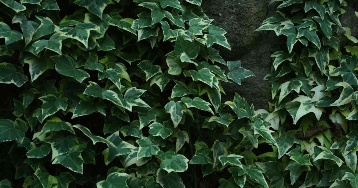 English Ivy: Complete Plant Care & Growing Guide