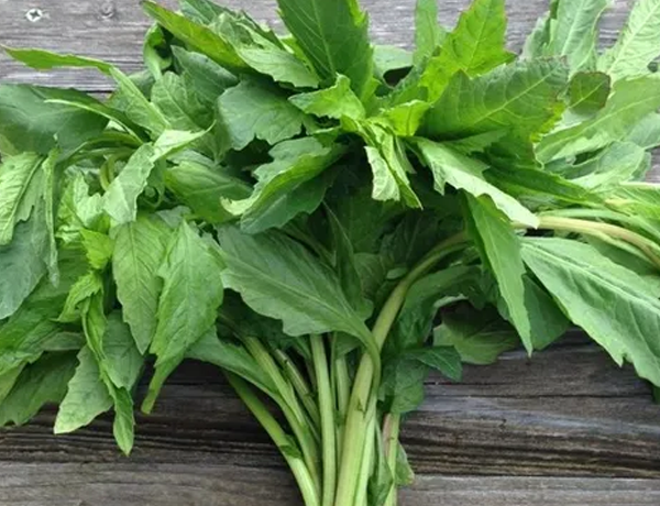 Epazote-(Mexican-herb)