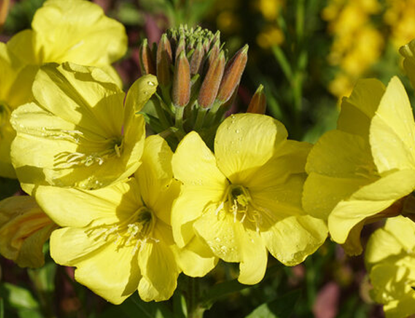 Evening-Primrose-(King’s-Cure-All)