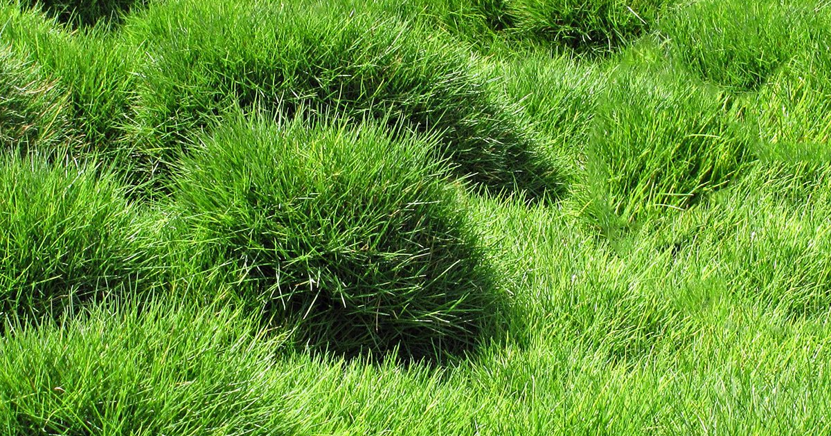 Facts About Zoysia Grass: Zoysia Grass Problems