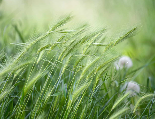 Fall-&-Winter-Rye