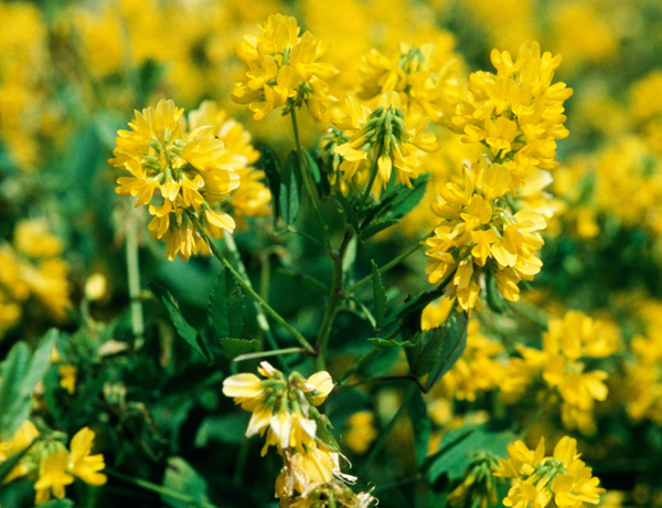 Fenugreek