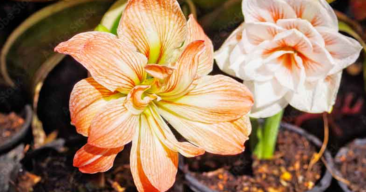 Flower Bulbs In The Garden: Look Forward To Something Beautiful