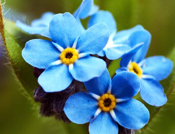 Forget-Me-Not