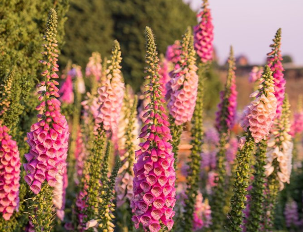 Foxglove
