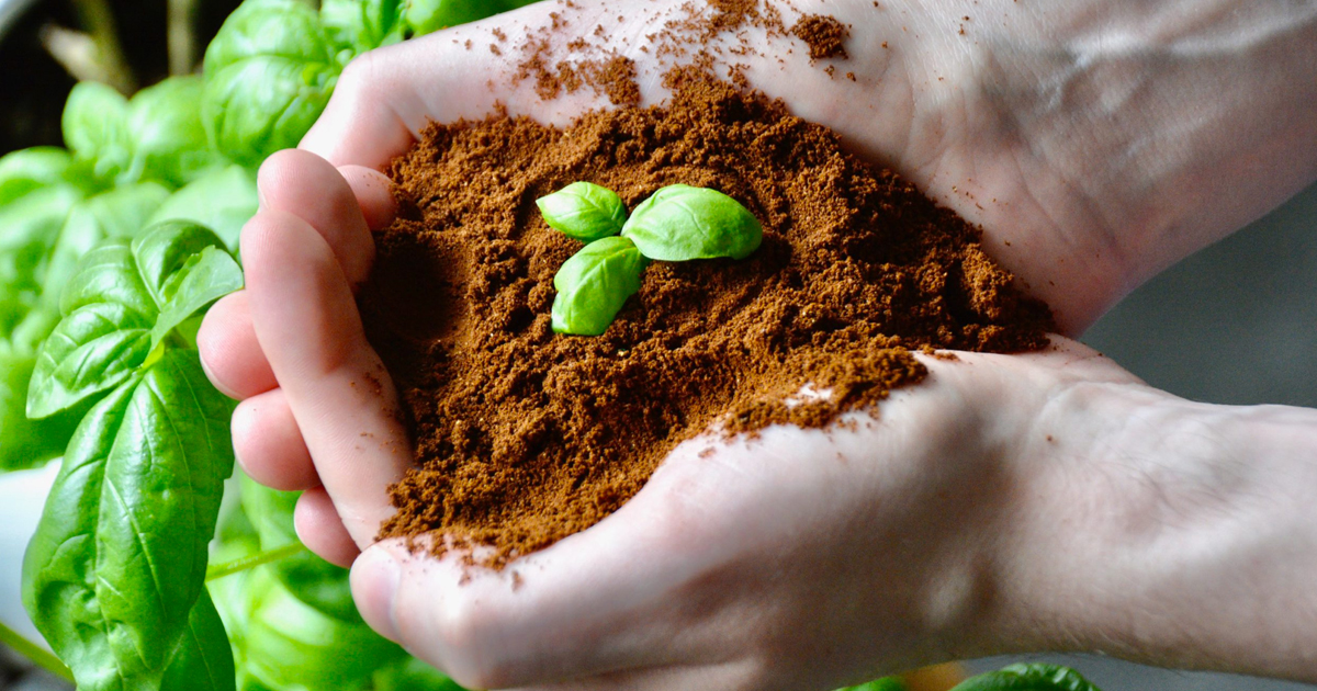 Give Compost A Pick Me Up: How To Use Coffee Grounds On Plants In The Garden