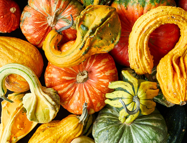 Gourd