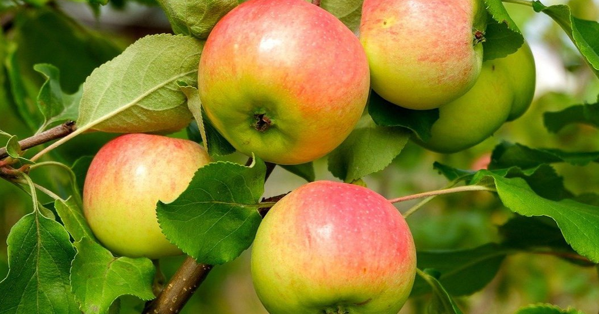 Growing Fruit Trees in Montana And The Northern Rockies