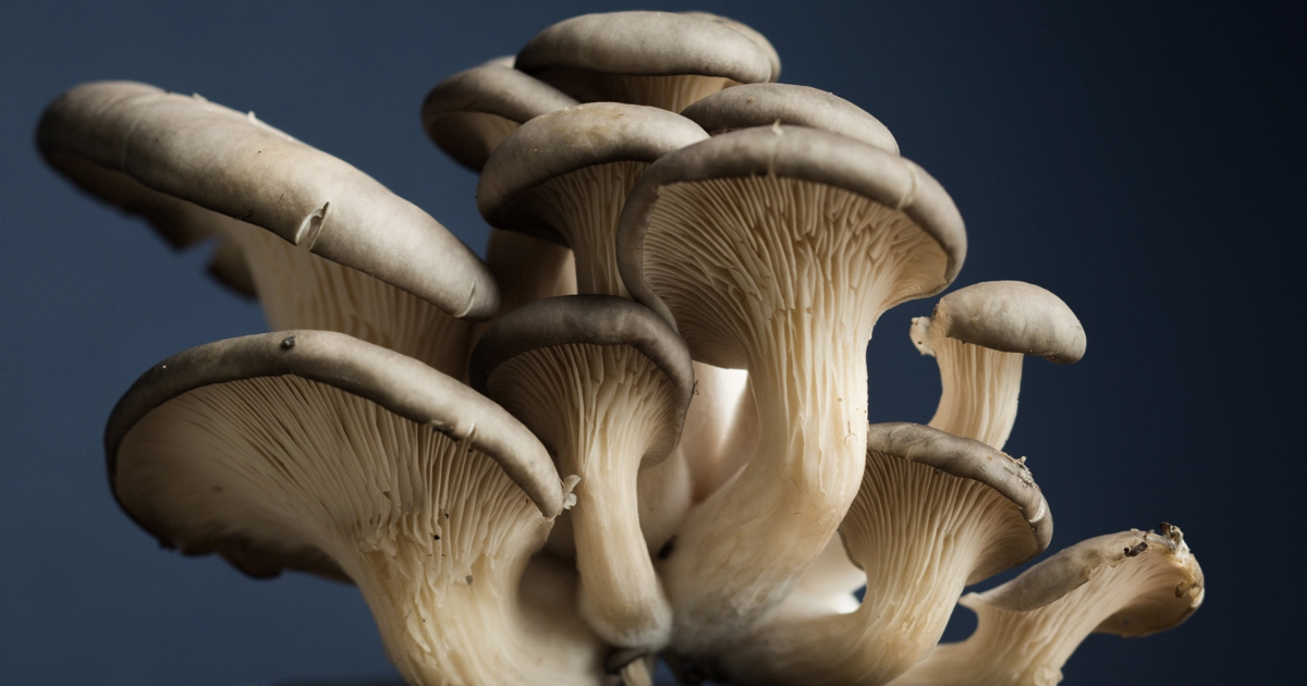Growing Mushrooms In Coffee Grounds At Home