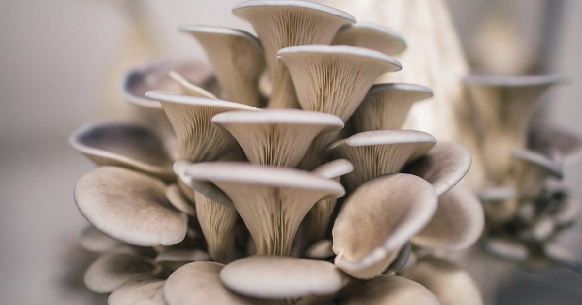 Growing Mushrooms On Logs: 5 Best Mushroom Varieties To Try
