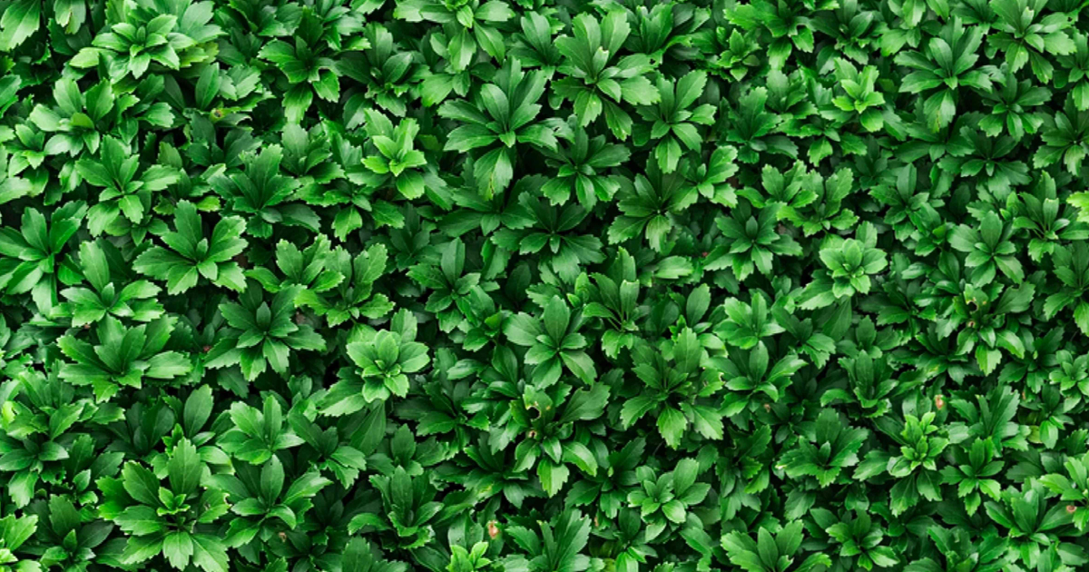 Growing Pachysandra Plants – How To Plant Pachysandra Ground Cover