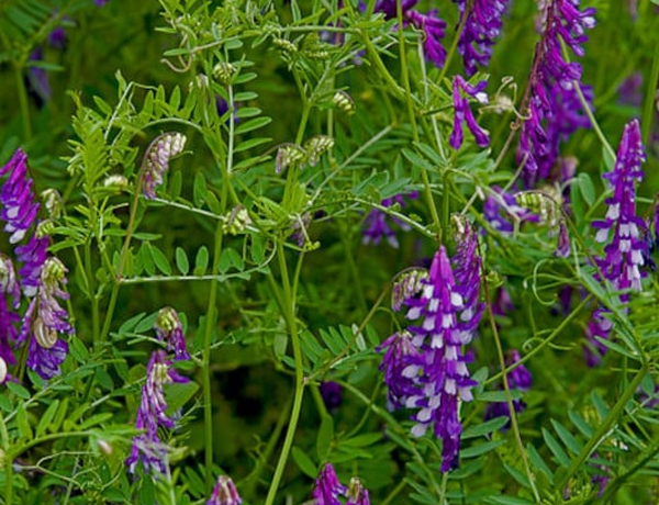 Hairy-Vetch