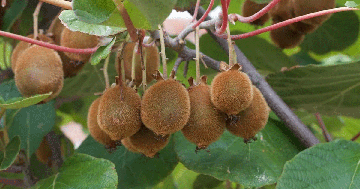 Hardy Kiwi Plants – Tips On Growing Kiwi In Zone 4