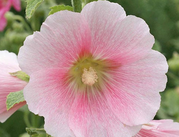 Hollyhock