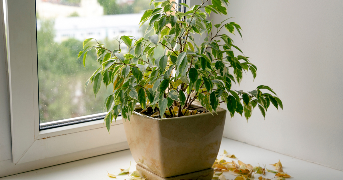 Houseplant Troubleshooting: Pinpointing Pests, Disease, Or Environmental Issues Indoors