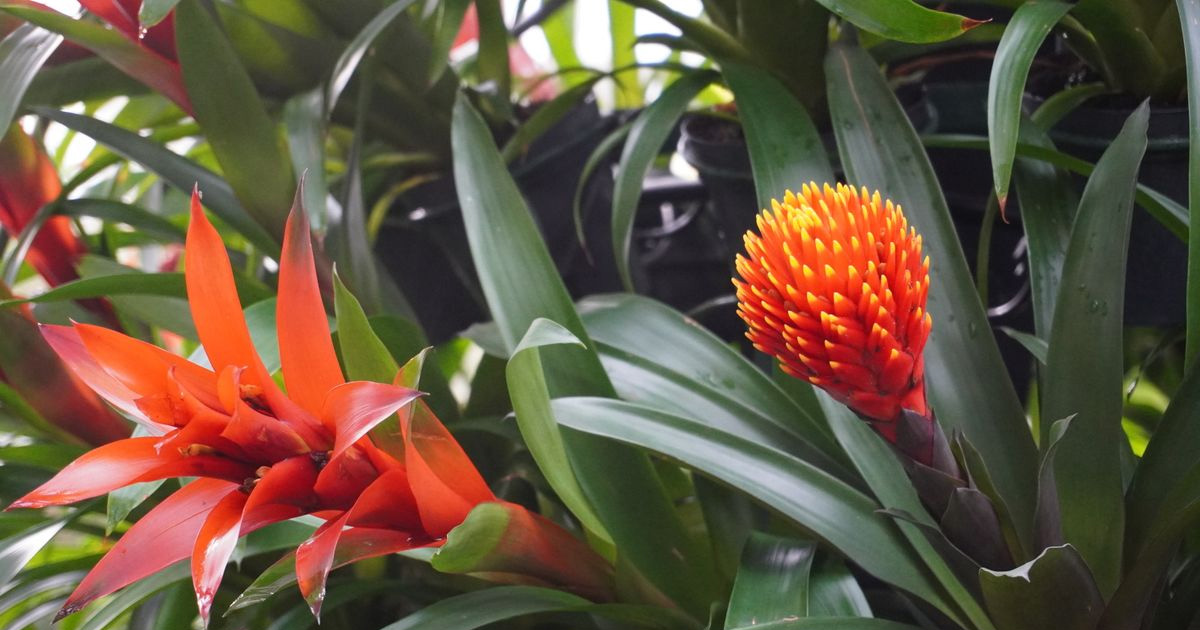 How To Grow Guzmania – Caring For Beautiful Blooming Bromeliads