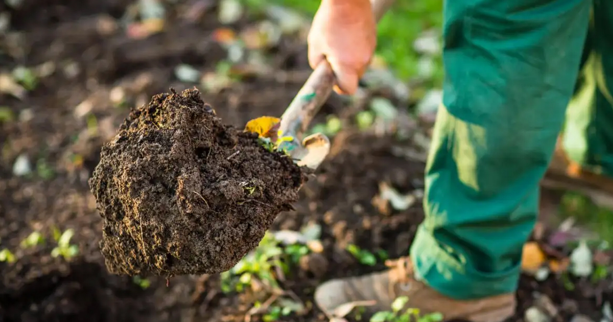 Improving Clay Soil In Your Yard