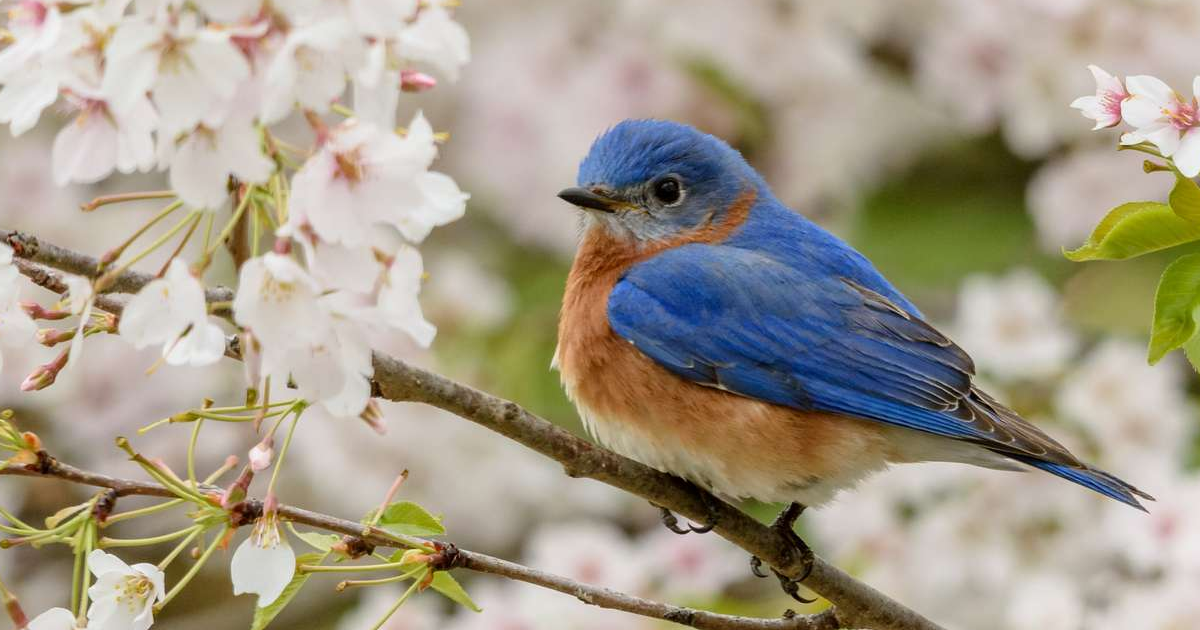 Keeping Bluebirds Nearby: How To Attract Bluebirds In The Garden