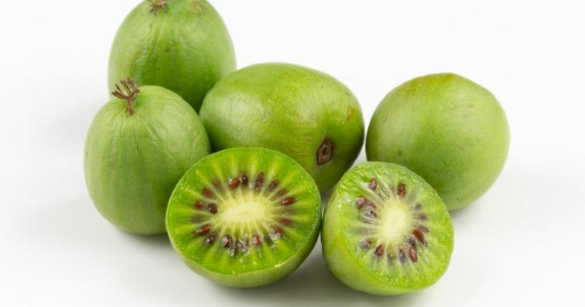 Kiwi Fruit – Growing Hardy Kiwi Vine In Gardens