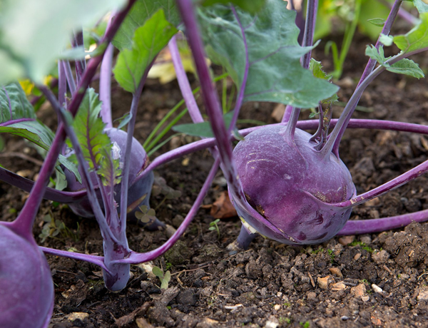 Kohlrabi