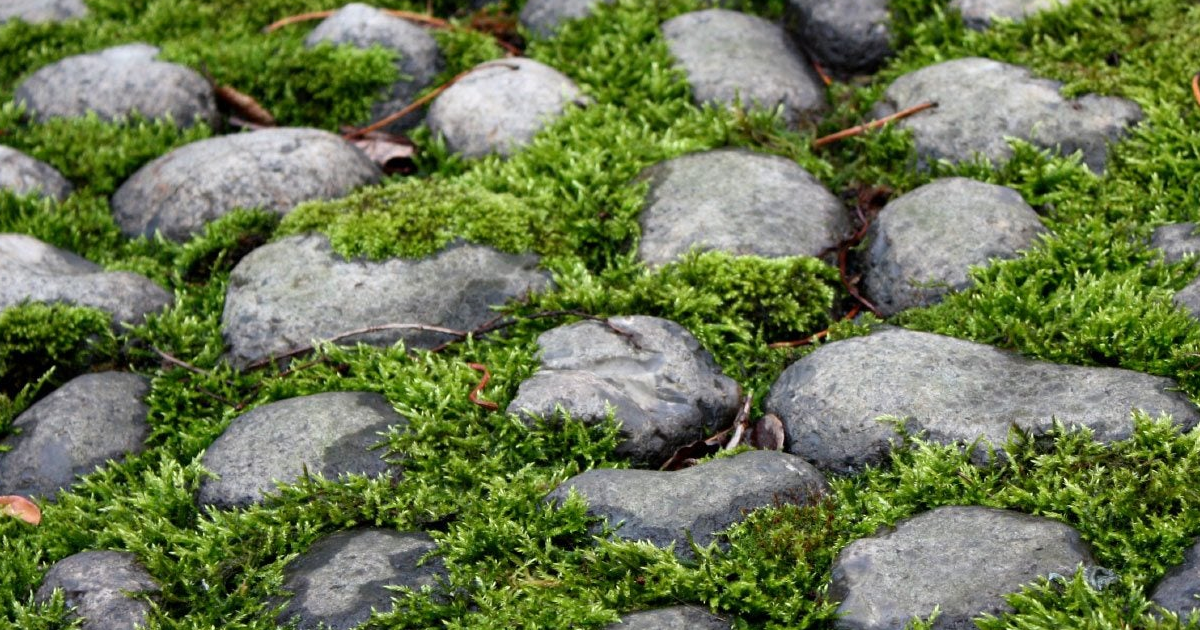 Lawn Alternative Plants For The South: Alternative Lawn Ideas In Warm Climates