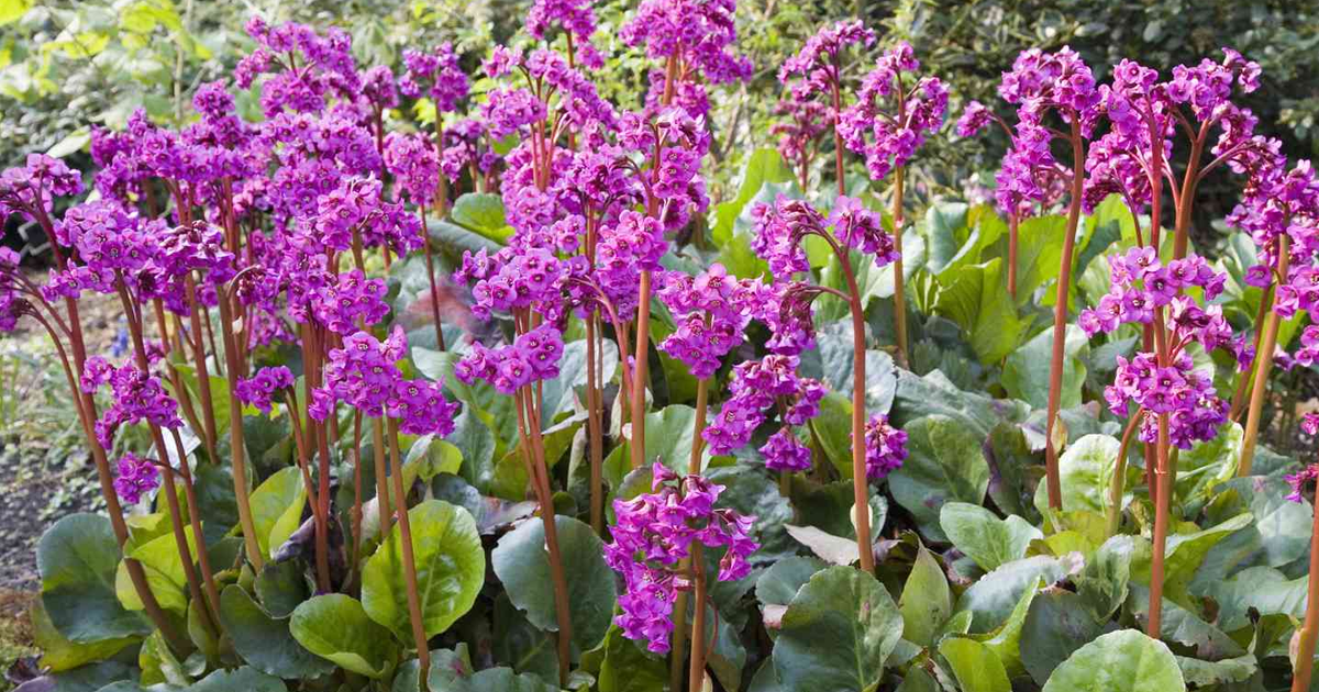 Learn About Cold Weather Plants For Zones 2-3