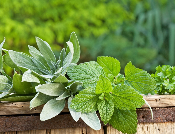 Lemon-Balm