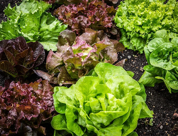 Lettuce