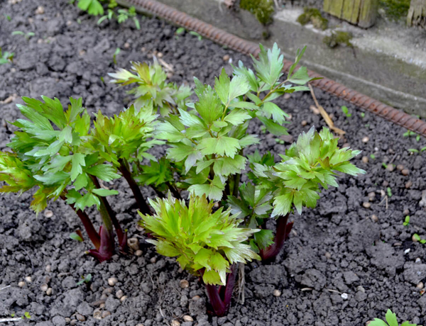 Lovage