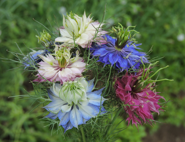 Love-in-a-Mist