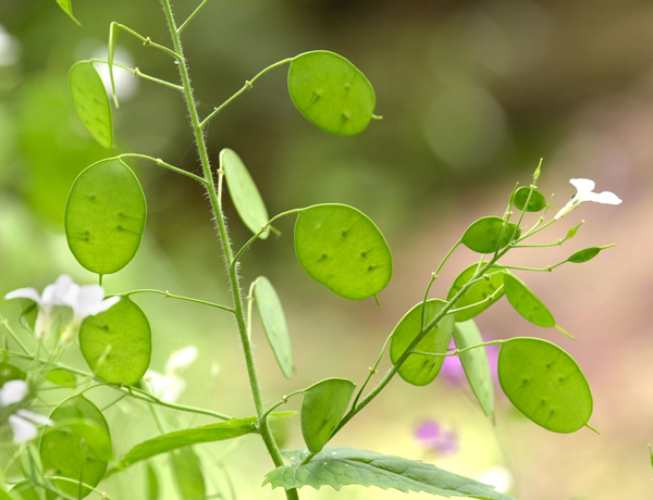 Lunaria-Silver-Dollar-(Money-Plant)