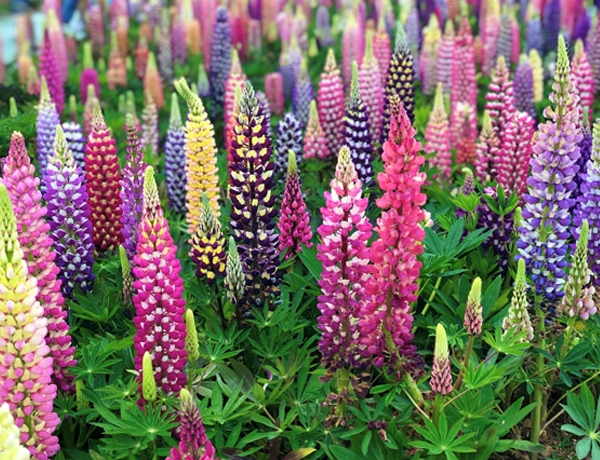 Lupine