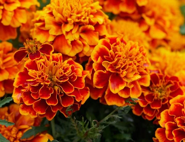 Marigold