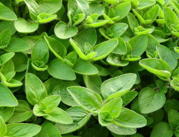 Marjoram
