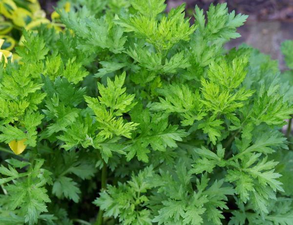 Mugwort