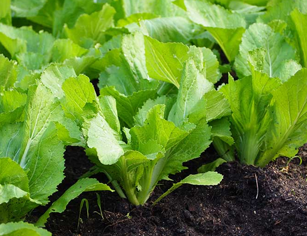 Mustard-Greens