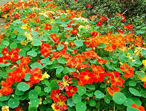 Nasturtium