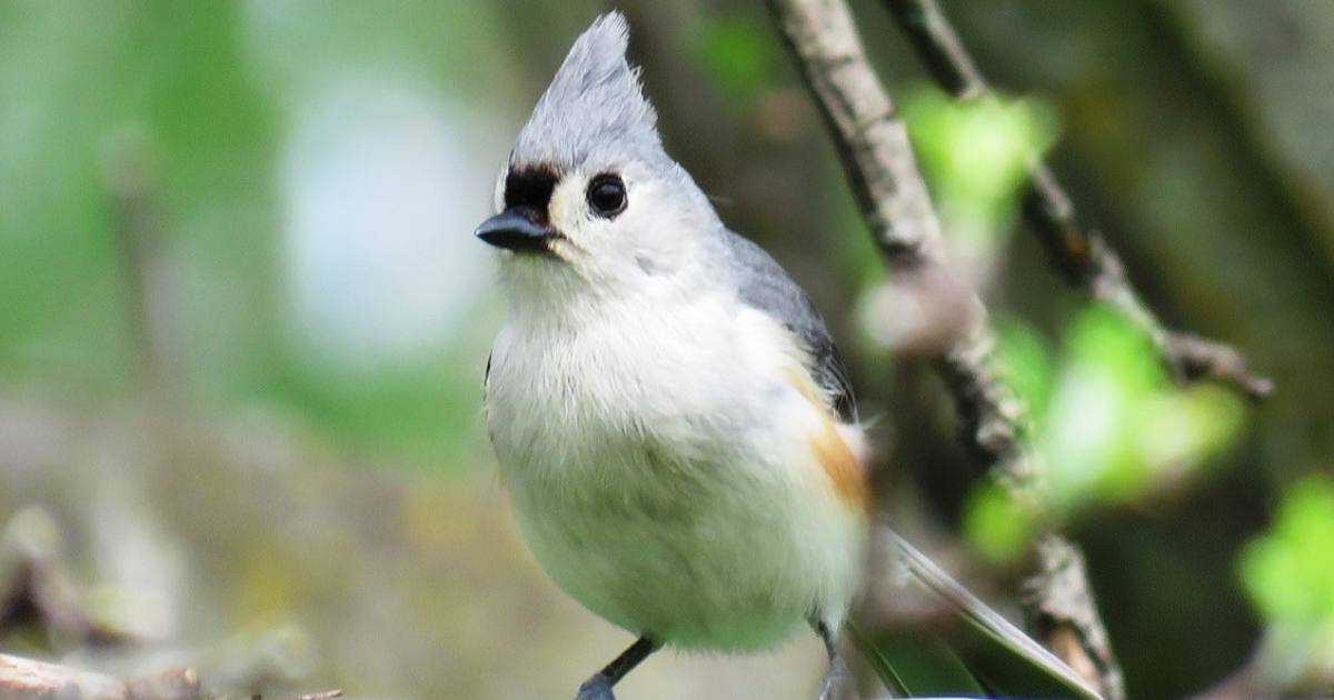 Native Birds Of The Northeast