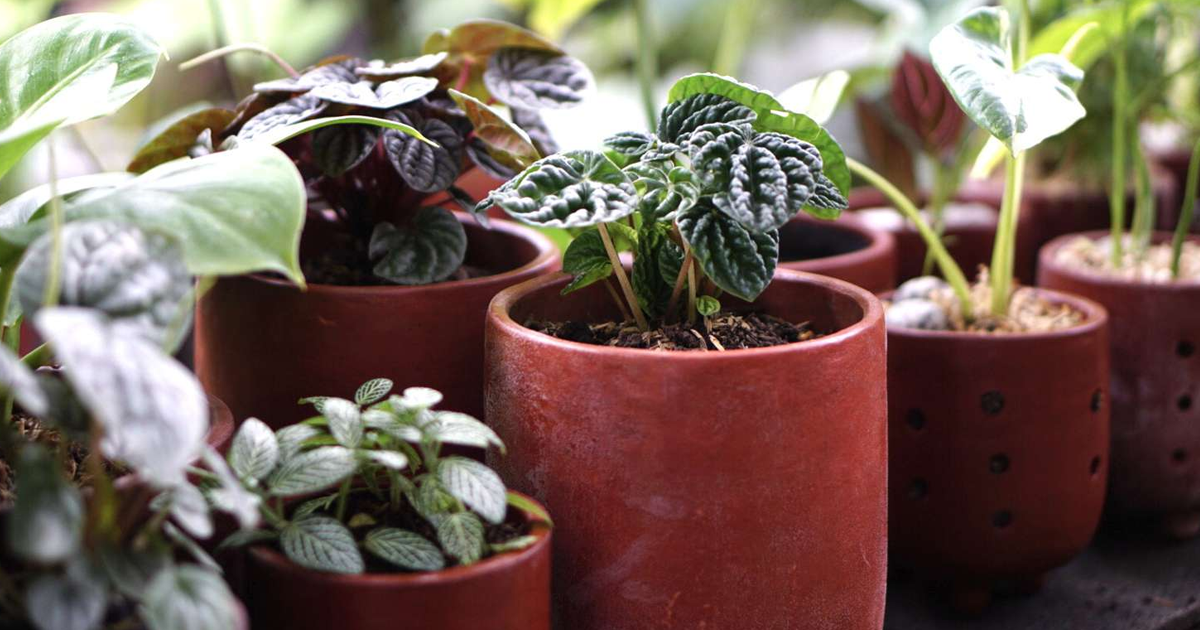 Novice Container Gardening Tips