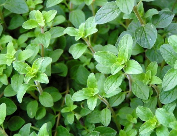 Oregano