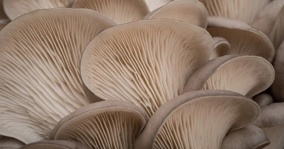 Oyster Mushroom Care – How To Grow Oyster Mushrooms At Home