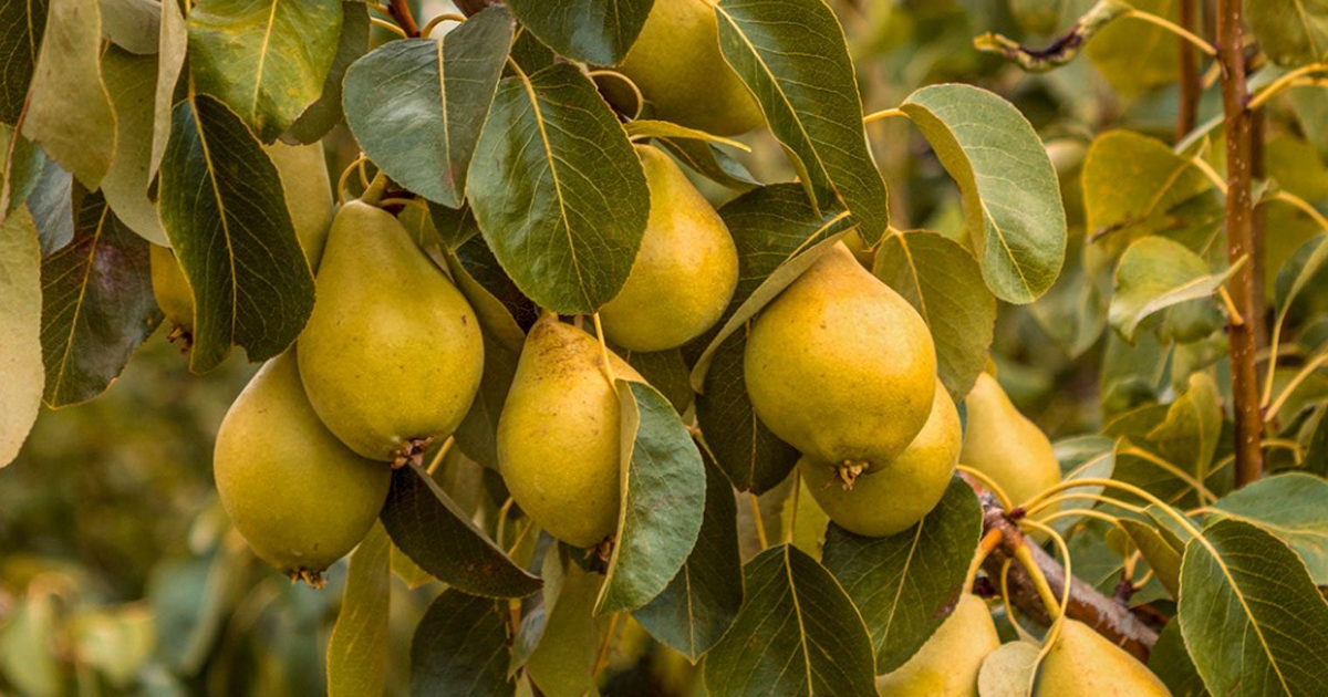 Parker Pear Tree Care: How To Grow Parker Pears