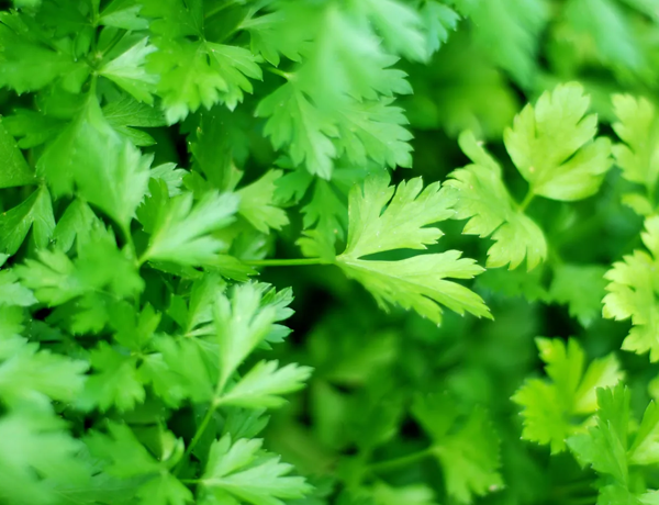 Parsley