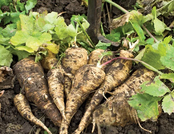Parsnip