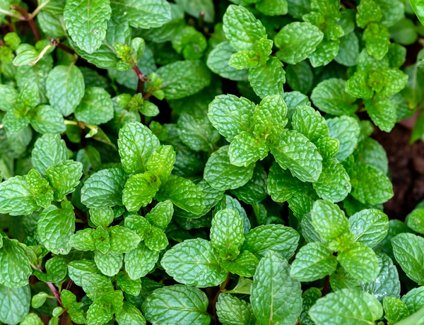 Peppermint