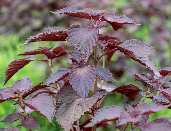 Perilla-(Japanese-BasilShiso)