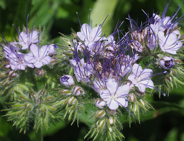 Phacelia