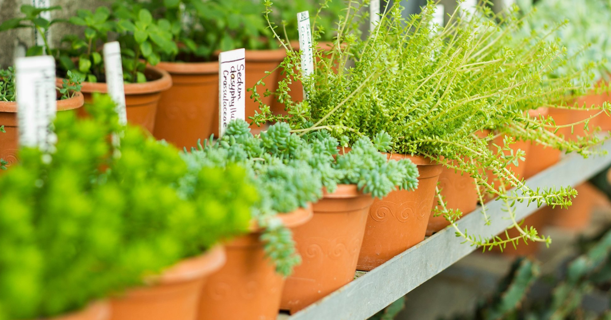 Plant Nursery Information – Tips For Selecting The Best Plant Nurseries