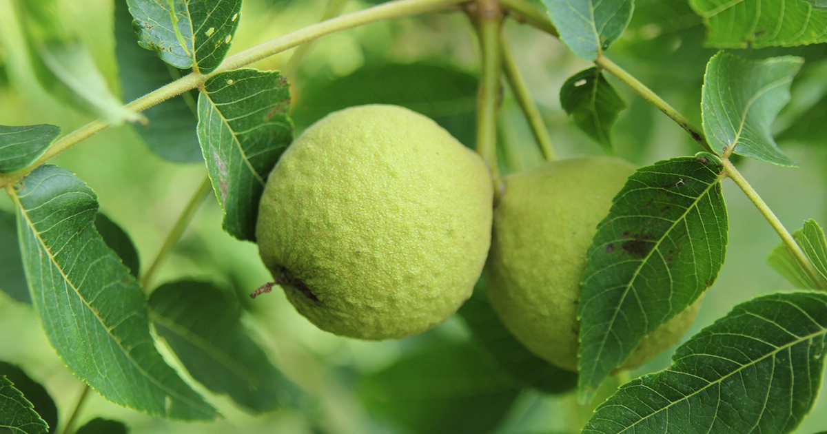 Planting Black Walnut Trees: Learn About Black Walnut Tree Growing