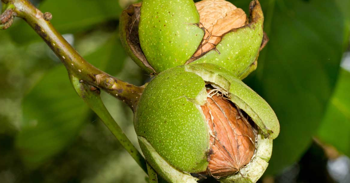 Planting Walnut Trees: Tips and Information On Growing Walnuts